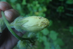 Hibiscus diversifolius
