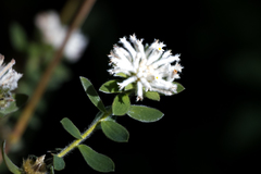 Lasiosiphon calocephalus