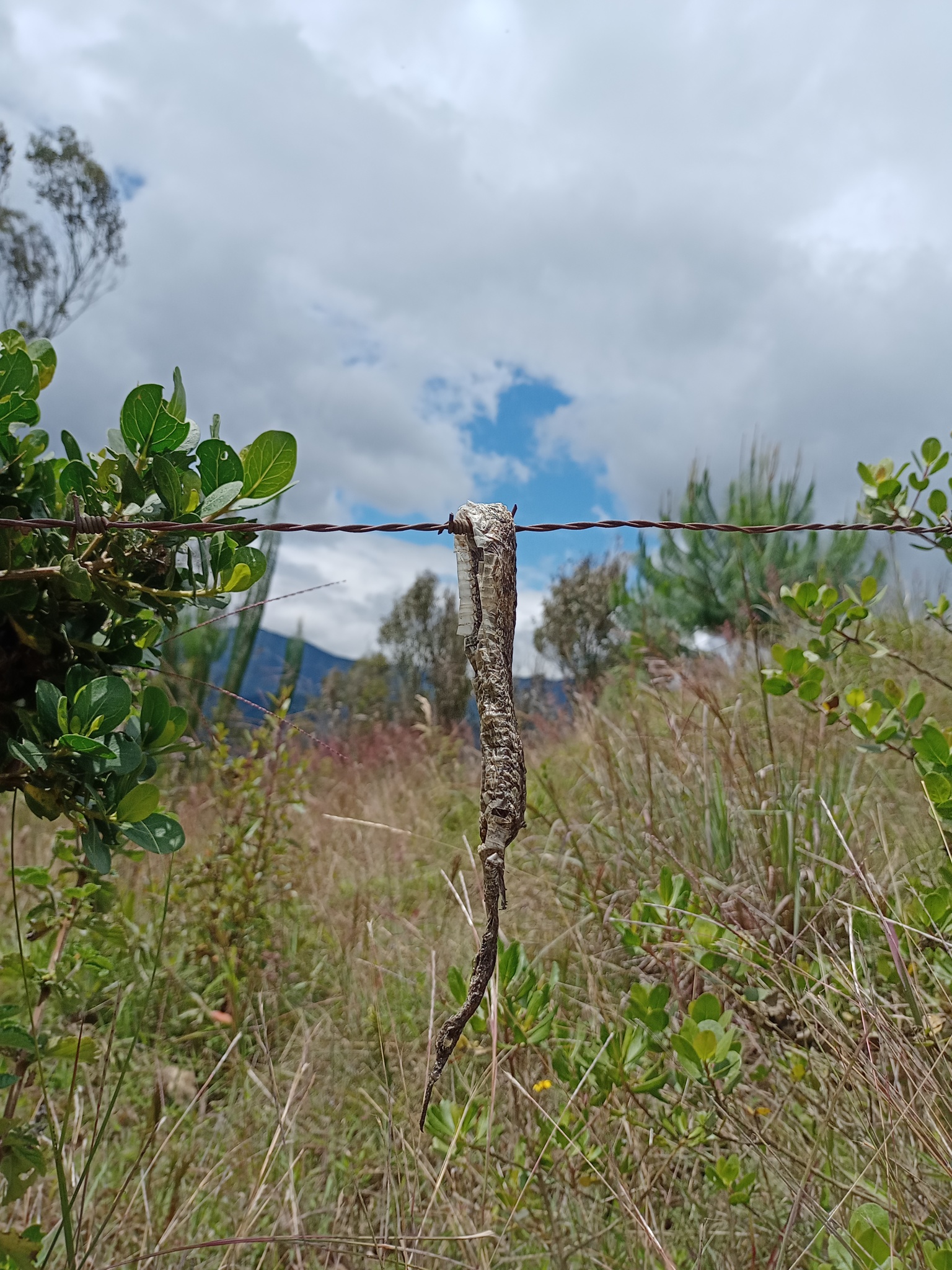 Bothrocophias lojanus image