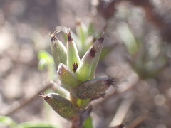 Trichodiadema orientale