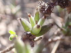 Trichodiadema orientale