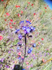 Anchusa thessala