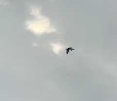 Dendrocygna autumnalis