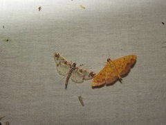 Polythlipta