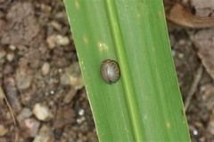 Hemisphaerius binduseni