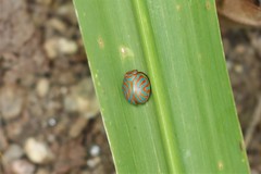 Hemisphaerius binduseni