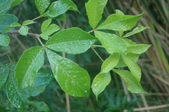 Searsia chirindensis