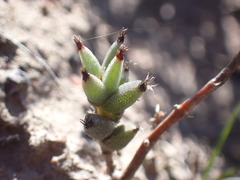 Trichodiadema orientale