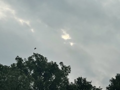 Dendrocygna autumnalis