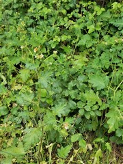 Phacelia malvifolia