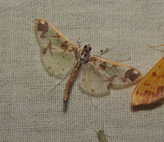 Polythlipta