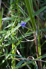 Monopsis stellarioides