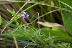 Monopsis stellarioides
