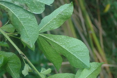 Searsia chirindensis