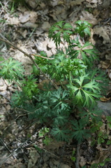 Aconitum kusnezoffii