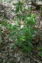 Aconitum kusnezoffii