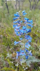 Penstemon nitidus