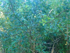 Searsia chirindensis