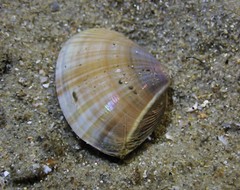Mactra pusilla
