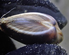 Mactra pusilla