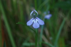 Lobelia anceps