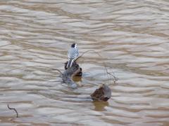 Motacilla alba