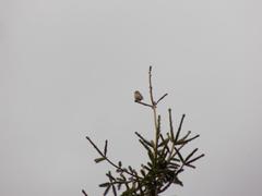 Chloris chloris