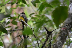 Trogon rufus chrysochloros