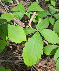 Quercus aliena