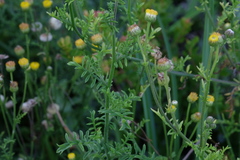 Nidorella pinnatifida