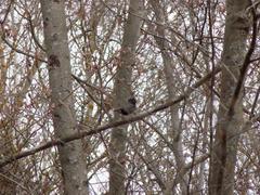 Sturnus vulgaris