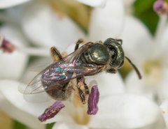 Lasioglossum imitatum