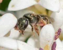 Lasioglossum imitatum