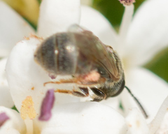 Lasioglossum imitatum