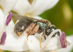 Lasioglossum imitatum