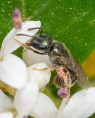 Lasioglossum imitatum