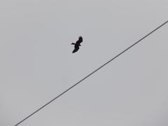 Milvus migrans