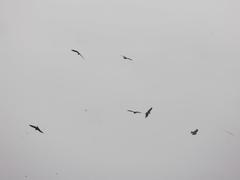 Milvus migrans
