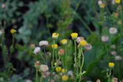 Nidorella pinnatifida