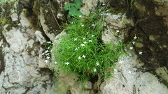 Moehringia muscosa