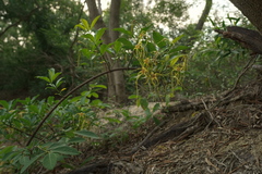 Strophanthus divaricatus