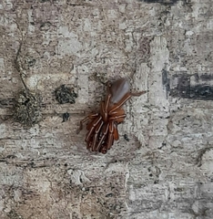 Dysderoidea