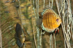 Green Discus photo 2