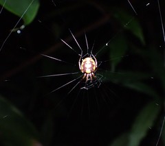 Araneus ejusmodi