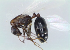 Monomorium