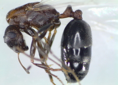 Monomorium