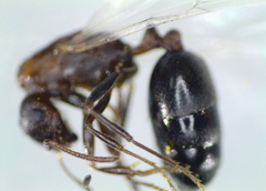 Monomorium