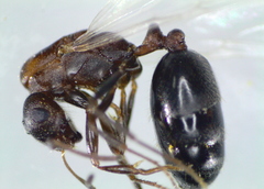 Monomorium