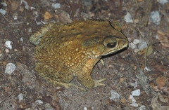 Duttaphrynus melanostictus