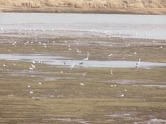 Ardea cinerea